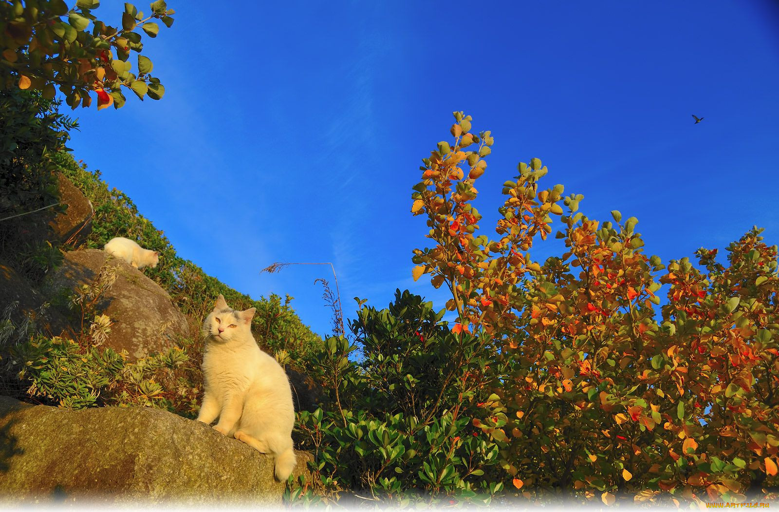 , , cat